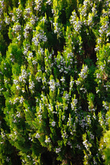 Green coniferous plant thuja in nature as a background