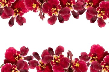 Fototapeta na wymiar Red orchids on the top frame, bottom frame, white background