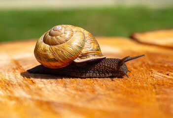 The snail crawls on the tree. Macro.