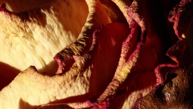 Closeup of withered rose petals.