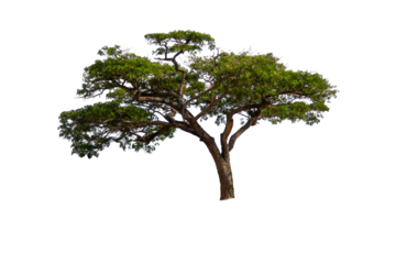 Tree isolated on whiet background.