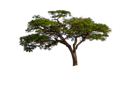 Tree isolated on whiet background.