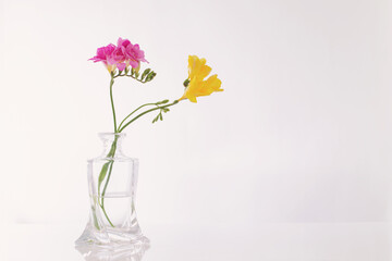 freesia in glass vase on white background