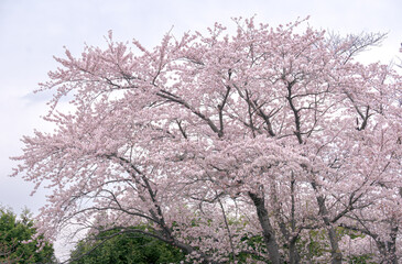 満開のソメイヨシノ（平岡樹芸センター） / Yoshino cherry tree in full bloom（Hiraoka arboriculture center）