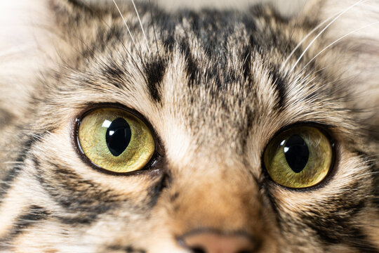 Yellow-green cat beautiful eyes, pupils, close-up, macro