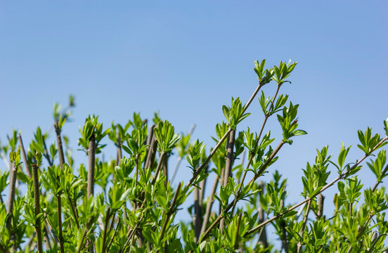 Light green shiny leaves of marsh azalea, swamp honeysuckle, Latin name Rhododendron Viscosum, against a blue sky