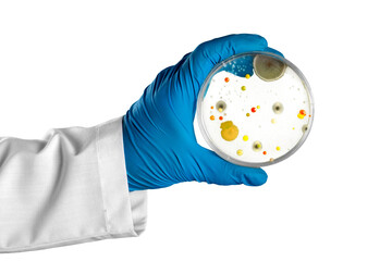 Hand in glove holding Petri dish with bacteria - obrazy, fototapety, plakaty