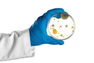 Hand in glove holding Petri dish with bacteria