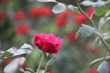 The flower gardens are outstanding in Sylhet