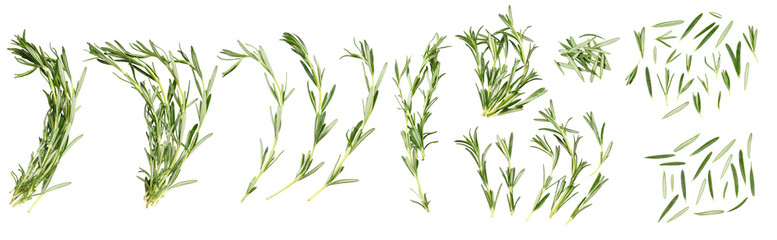 Set of Rosemary isolated on white background