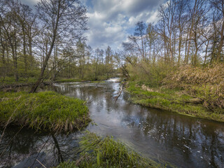 Fototapeta na wymiar Spring on the small wild river Grabia in central Poland.