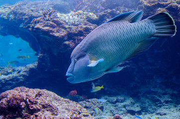 水族館の人気者