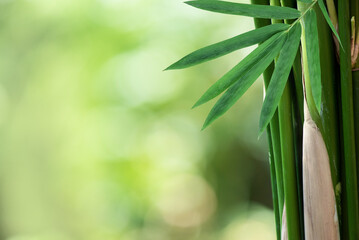 Bamboo trees on nature background.