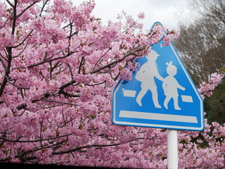 桜の咲く新学期