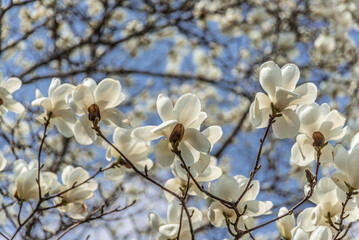 モクレンの花