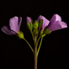 Purple flower on black background