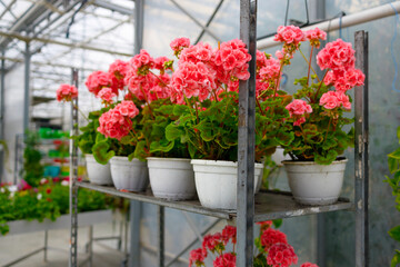 Fototapeta na wymiar Cart with flower pots in the greenhouse
