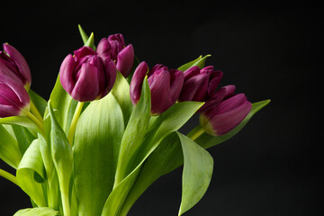Dark purple tulips on a black background
