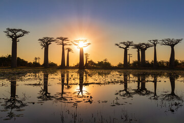 Beautiful Baobab trees at sunset at the avenue of the baobabs in Madagascar.