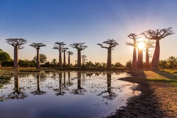 Foto auf Acrylglas Beautiful Baobab trees at sunset at the avenue of the baobabs in Madagascar. © Picturellarious