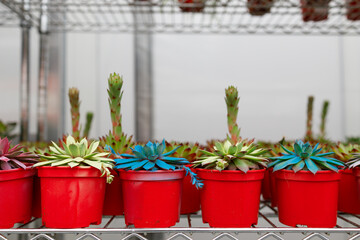 Rows with colorful cacti in red pots on a flower shop shelf. Potted plant business