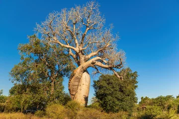Keuken spatwand met foto Baobab called the baobab of lovers or baobabs amoureux in french. © Picturellarious