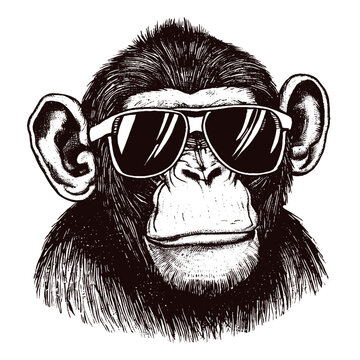 monkey wearing sunglasses illustration, cool chimpanzee 