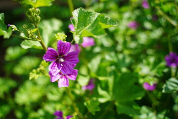 植物園、花、東京、日本、野外、空、青空、雲、花、5月、春、植物、自然、ジャパン、スプリング、ウスベニアオイ、紫、花、アオイ、