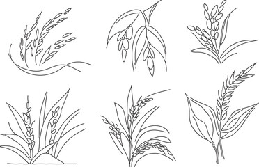 Rice Crop line art vector on white background 