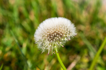 dandelion in the grass
