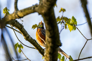 bird on a branch