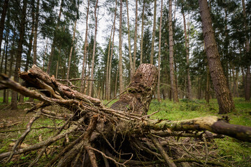 Fototapeta na wymiar FOREST - Root and trunk of a tree in a coniferous forest