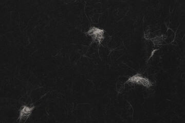 Animal white wool on black clothes background texture. close up of cat hair on clothes