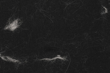 Animal white wool on black clothes background texture. close up of cat hair on clothes