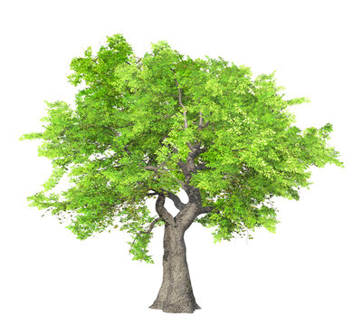 green tree isolated on transparent background, 3D illustration, png