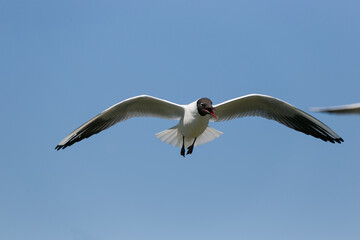 seagull flying in the sky