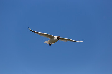 black-headed gull in flight