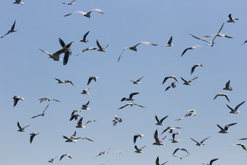 flock of seagulls flying on sunny day