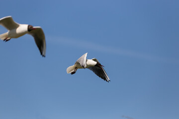 Flying black-headed gull with deep blue sky