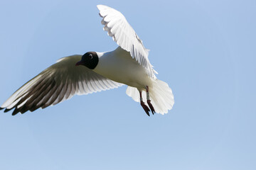 Ringed black-headed gull flying with open wings