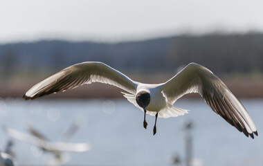 Black-headed gull flying looking down on colony and water in background