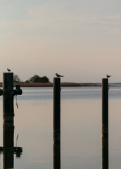 Sunset at Baltic sea with common terns