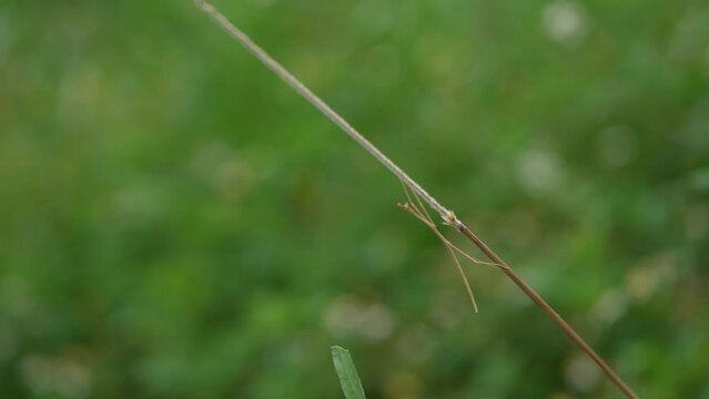 植物の茎に付くナナフシ