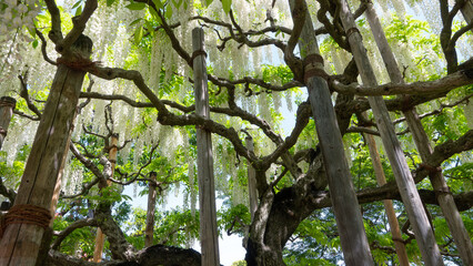 見上げた白い藤の花