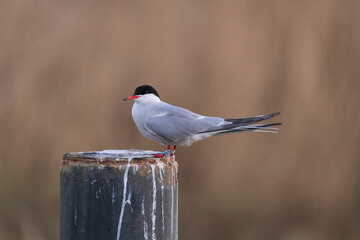 Common tern sitting on wood in sunset