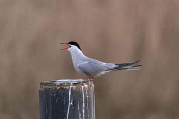 Common tern on wood with open beak