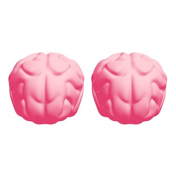 Human brain Anatomical Model.