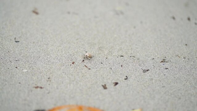 	砂浜を移動するヤドカリ
