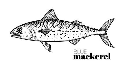 Hand drawn sketch style Blue Mackerel. Fish restaurant menu element. Best for seafood market designs. Vector illustration.