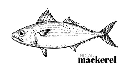 Hand drawn sketch style Indian Mackerel. Fish restaurant menu element. Best for seafood market designs. Vector illustration.